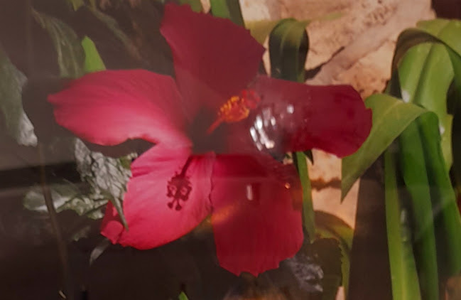 La fleur des îles - Champigny-sur-Marne