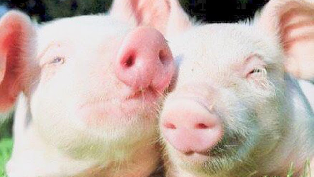 Opinii despre Charcuterie Laurent Sébastien în Richelieu - Restauration