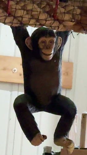 Opinii despre l'Îlot Pirate în Dieppe - Restauration