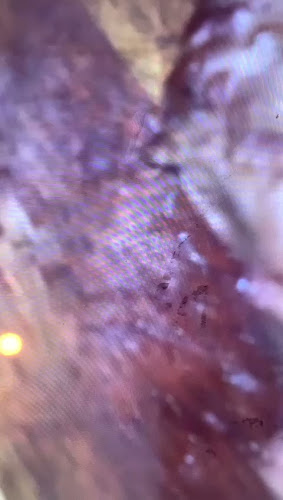 Opinii despre RED KITCHEN în Vitry-sur-Seine - Restauration