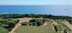 Torpez à Saint-Tropez - Vins et Vignoble au Cœur du Terroir Tropézien