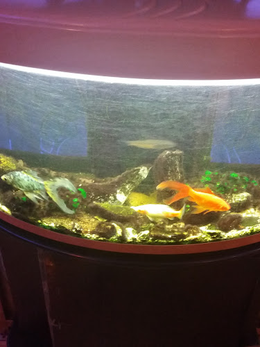 Opinii despre Feng Wok în Millau - Restauration