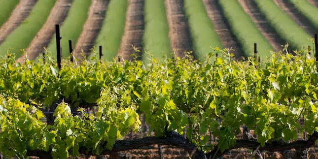 Les vignerons Valléon - Restauration