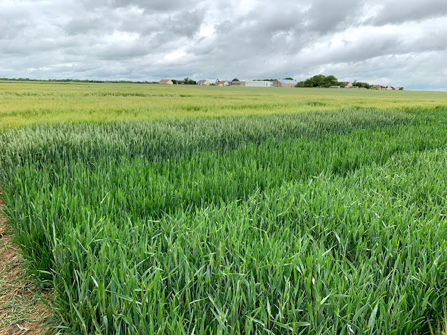 Comentarii opinii despre Brasserie Waale