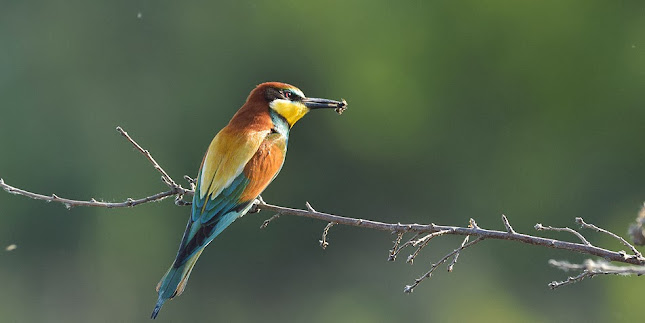 Les vignerons Valléon