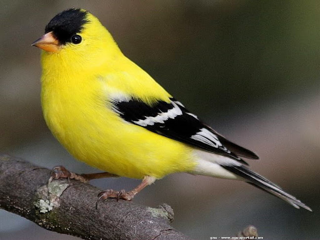 LBL kail loiseau rare - Choisy-le-Roi