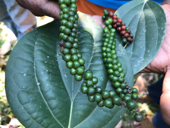 Épices Roellinger - Saint-Malo - Saint-Malo