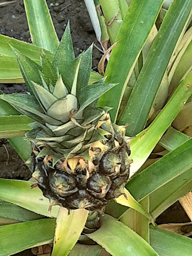 Des Cévennes à la Camargue - Sommières