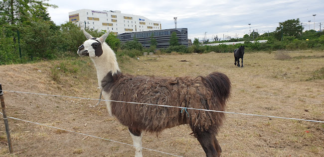 Opinii despre Mamie Cocotte Carre 92 în Gennevilliers - Restauration