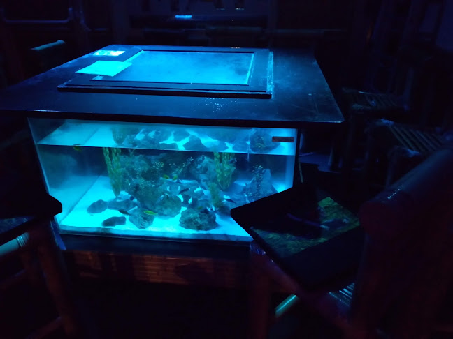 Opinii despre Tam-Tam în Lille - Restauration