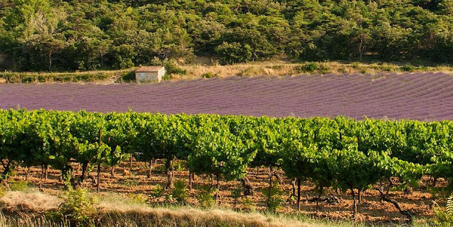 Les vignerons Valléon - Loriol-sur-Drôme