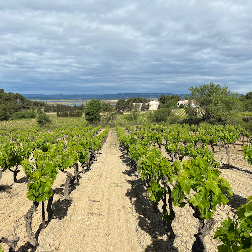 Opinii despre Cave de Gruissan în Narbonne - Restauration